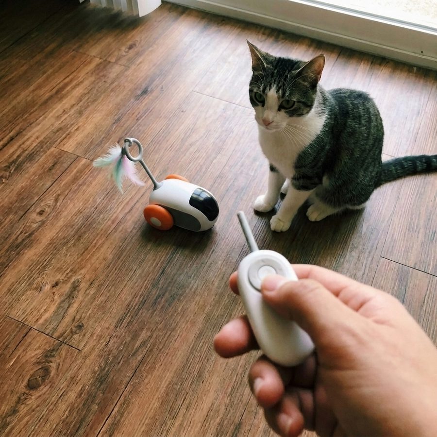 Customer's cat chasing the Meowtix toy across the floor